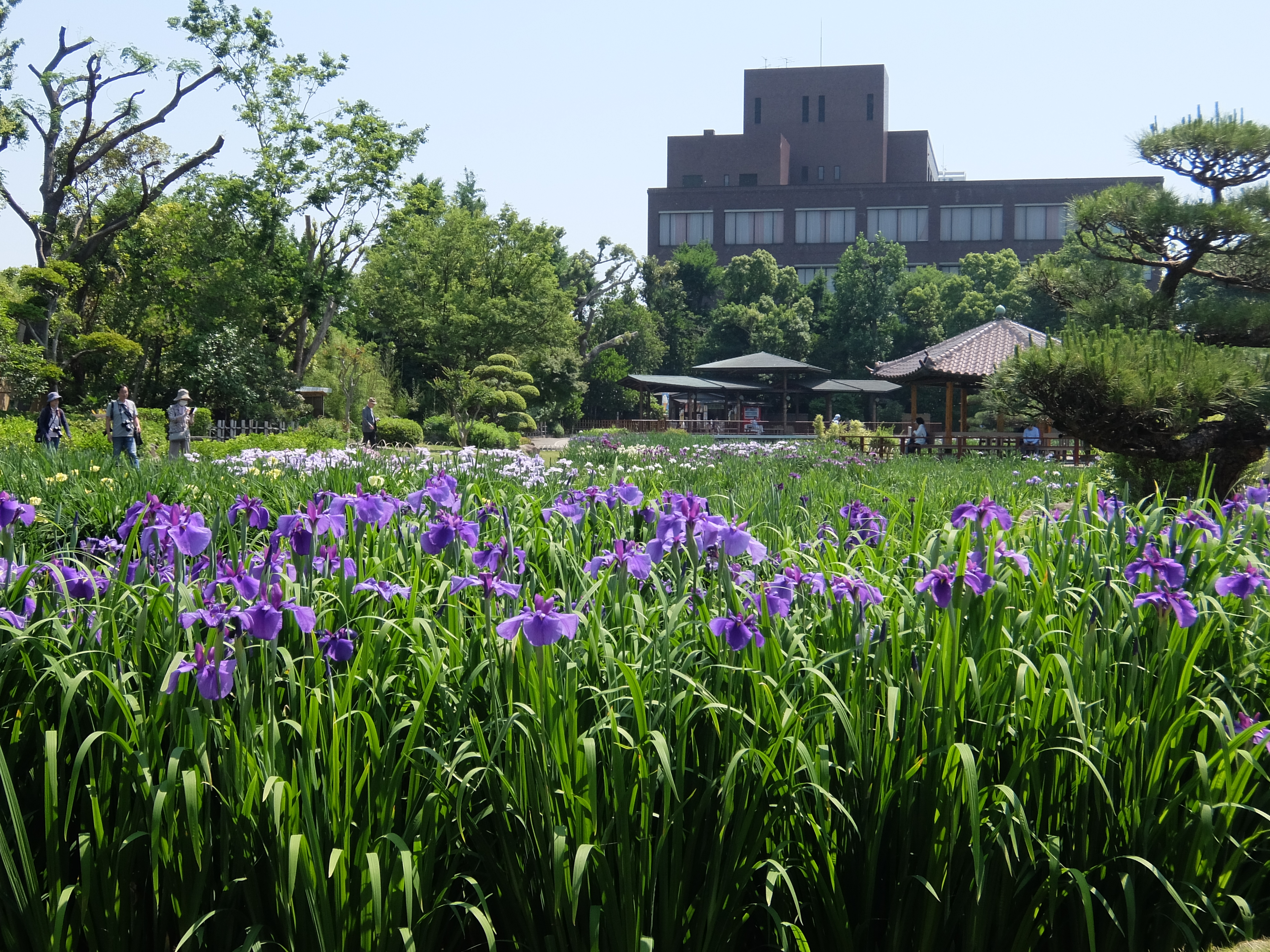 花菖蒲 実は見頃前だけど 城北菖蒲園に行ってみた 19年 椿ティドットコム